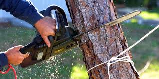 Best Stump Grinding and Removal  in Lauderdale Lakes, FL
