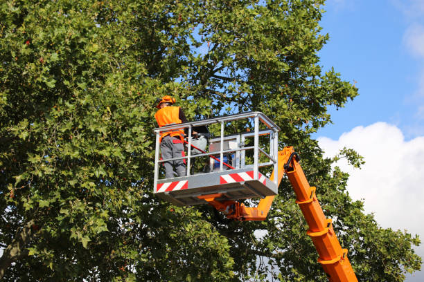 Best Aeration Services  in Lauderdale Lakes, FL