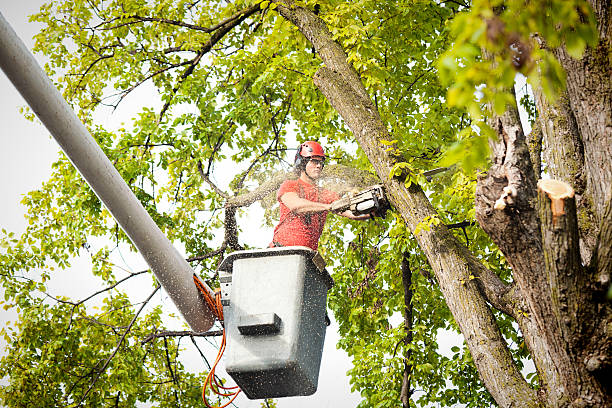 Best Root Management and Removal  in Lauderdale Lakes, FL