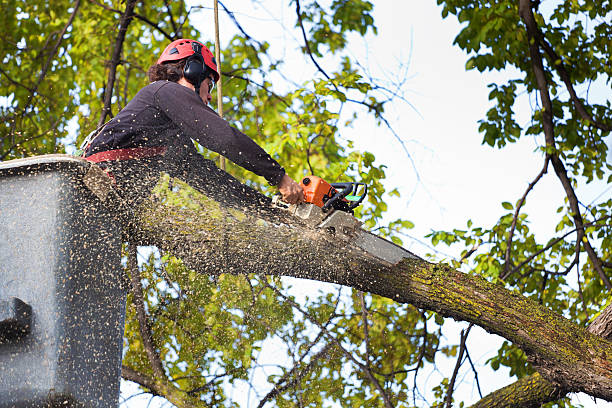 Best Fruit Tree Pruning  in Lauderdale Lakes, FL