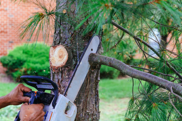 Professional Tree Removal in Lauderdale Lakes, FL